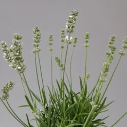 Lavendel Weiß, Topf-Ø 13 Cm, 6er-Set -Die grüne Ecke 0319200155 0319200156 lavandula angustifolia weiss 9 124066