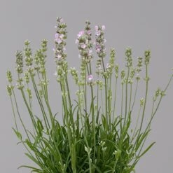 Lavendel Rosa, Topf-Ø 13 Cm, 3er-Set -Die grüne Ecke 0319200157 0319200158 lavandula angustifolia rosa 1 124070