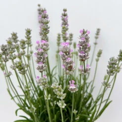 Lavendel Rosa, Topf-Ø 13 Cm, 3er-Set -Die grüne Ecke 0319200157 0319200158 lavandula angustifolia rosa 7 123847