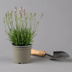 Lavendel Rosa, Topf-Ø 13 Cm, 3er-Set -Die grüne Ecke 0319200157 0319200158 lavandula angustifolia rosa 124069