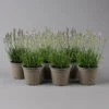 Lavendel Rosa, Topf-Ø 13 Cm, 6er-Set -Die grüne Ecke 0319200158 lavandula angustifolia rosa 124071