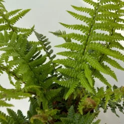 Goldschuppenfarn, Topf-Ø 17 Cm, 2er-Set -Die grüne Ecke 0319200159 dryopteris affinis 9 125047