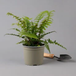 Goldschuppenfarn, Topf-Ø 17 Cm, 2er-Set -Die grüne Ecke 0319200159 dryopteris affinis f 126005