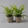 Goldschuppenfarn, Topf-Ø 17 Cm, 2er-Set -Die grüne Ecke 0319200159 dryopteris affinis t 126006