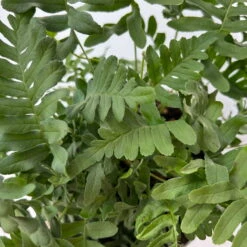 Gewöhnlicher Tüpfelfarn, Topf-Ø 17 Cm, 2er-Set -Die grüne Ecke 0319200161 polypodium vulgare 5 125049