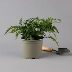 Gewöhnlicher Tüpfelfarn, Topf-Ø 17 Cm, 2er-Set -Die grüne Ecke 0319200161 polypodium vulgare f 126035