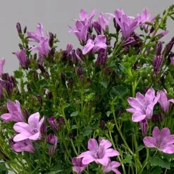 Glockenblume 'Ambella® Pink' Rosa, Topf-Ø 15 Cm, 3er-Set -Die grüne Ecke 0319200163 campanula ambella pink 1 124075