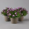 Glockenblume 'Ambella® Pink' Rosa, Topf-Ø 15 Cm, 3er-Set -Die grüne Ecke 0319200163 campanula ambella pink 2 124072