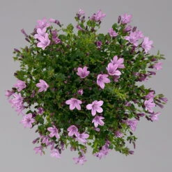 Glockenblume 'Ambella® Pink' Rosa, Topf-Ø 15 Cm, 3er-Set -Die grüne Ecke 0319200163 campanula ambella pink 3 124074