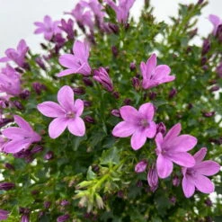 Glockenblume 'Ambella® Pink' Rosa, Topf-Ø 15 Cm, 3er-Set -Die grüne Ecke 0319200163 campanula ambella pink 10 123849