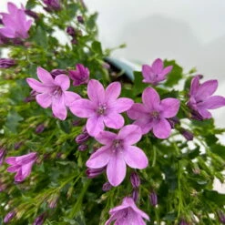 Glockenblume 'Ambella® Pink' Rosa, Topf-Ø 15 Cm, 3er-Set -Die grüne Ecke 0319200163 campanula ambella pink 12 123850