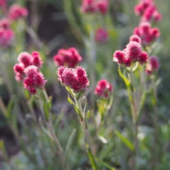 Katzenpfötchen, Rot, Topf-Ø 13 Cm, 6er-Set -Die grüne Ecke 0319200172 Antennaria dioica T13 rot 6er Set 2 126570