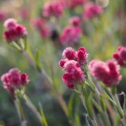 Katzenpfötchen, Rot, Topf-Ø 13 Cm, 6er-Set -Die grüne Ecke 0319200172 Antennaria dioica T13 rot 6er Set 4 126572