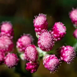 Katzenpfötchen, Rot, Topf-Ø 13 Cm, 6er-Set -Die grüne Ecke 0319200172 Antennaria dioica T13 rot 6er Set 5 126571