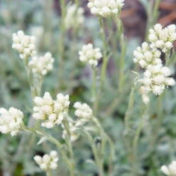 Katzenpfötchen, Weiß, Topf-Ø 13 Cm, 6er-Set -Die grüne Ecke 0319200173 Antennaria dioica T13 weiss 6er Set 3 126575