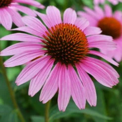 Purpursonnenhut 'PowWow® Wild Berry', Purpurrosa, Topf-Ø 13 Cm -Die grüne Ecke 0319200194 Echinacea purp Wild Berry T13 purpurrosa 3erSet 2 126327