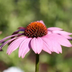 Purpursonnenhut 'PowWow® Wild Berry', Purpurrosa, Topf-Ø 13 Cm -Die grüne Ecke 0319200194 Echinacea purp Wild Berry T13 purpurrosa 3erSet 3 126328