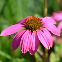 Purpursonnenhut 'PowWow® Wild Berry', Purpurrosa, Topf-Ø 13 Cm -Die grüne Ecke 0319200194 Echinacea purp Wild Berry T13 purpurrosa 3erSet 4 126330