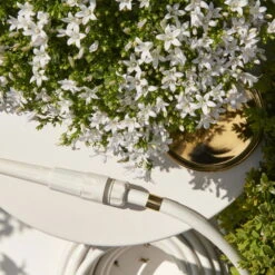 Polsterglockenblume 'Ambella® White' Weiß, Topf-Ø 15 Cm, 3er-Set -Die grüne Ecke 0319200205 Campanula portenschl Ambella White weiss T15 3er Set 1 126558