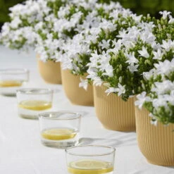 Polsterglockenblume 'Ambella® White' Weiß, Topf-Ø 15 Cm, 3er-Set -Die grüne Ecke 0319200205 Campanula portenschl Ambella White weiss T15 3er Set 2 126560