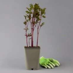 Kölle's Beste Edel-Pfingstrose 'Felix Crousse' Rot, 3 Liter Topf -Die grüne Ecke 0320104227 paeonia lactiflora felix crousse 123852