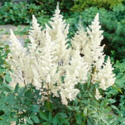 Prachtspiere 'Vision'®, Farbe Nach Verfügbarkeit, Topf-Ø 19 Cm -Die grüne Ecke 0320105811 Astilbe chin Vision Mix 2 111761