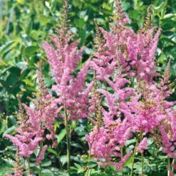 Prachtspiere 'Vision'®, Farbe Nach Verfügbarkeit, Topf-Ø 19 Cm -Die grüne Ecke 0320105811 Astilbe chin Vision Mix 3 111762