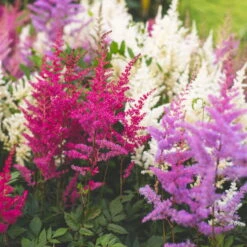 Prachtspiere 'Vision'®, Farbe Nach Verfügbarkeit, Topf-Ø 19 Cm -Die grüne Ecke 0320105811 Astilbe chin Vision Mix 4 111760