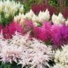 Prachtspiere 'Vision'®, Farbe Nach Verfügbarkeit, Topf-Ø 19 Cm -Die grüne Ecke 0320105811 Astilbe chin Vision Mix 5 111759