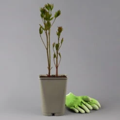 Kölle's Beste Edel-Pfingstrose 'Bowl Of Beauty' Rosa-weiß, 3 Liter Topf -Die grüne Ecke 0320106036 paeonia bowl beauty 123857