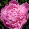 Kölle's Beste Pfingstrose 'Monsieur Jules Elie' Violettrosa, 3 Liter Topf -Die grüne Ecke 0320106404 Paeonia lact Monsieur Jules Elie Cont violettrosa gefuellt 2 112357