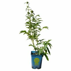 Kölle's Beste Pfingstrose 'Monsieur Jules Elie' Violettrosa, 3 Liter Topf 15 Kölle's Beste Pfingstrose 'Monsieur Jules Elie' Violettrosa, 3 Liter Topf -Die grüne Ecke 0320106404 Paeonia lact Monsieur Jules Elie Cont violettrosa gefuellt 5 112358