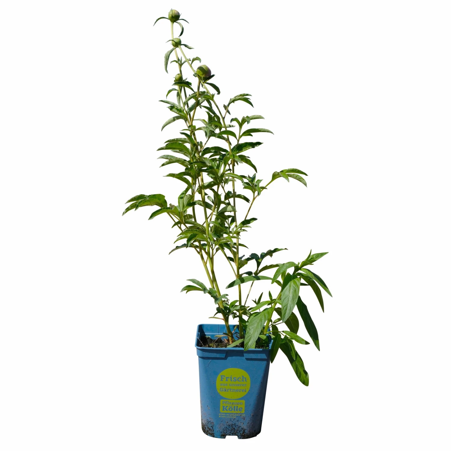 Kölle's Beste Pfingstrose 'Monsieur Jules Elie' Violettrosa, 3 Liter Topf 6 Kölle's Beste Pfingstrose 'Monsieur Jules Elie' Violettrosa, 3 Liter Topf – Bild 4