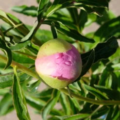 Kölle's Beste Pfingstrose 'Monsieur Jules Elie' Violettrosa, 3 Liter Topf 14 Kölle's Beste Pfingstrose 'Monsieur Jules Elie' Violettrosa, 3 Liter Topf -Die grüne Ecke 0320106404 Paeonia lact Monsieur Jules Elie Cont violettrosa gefuellt 6 112359