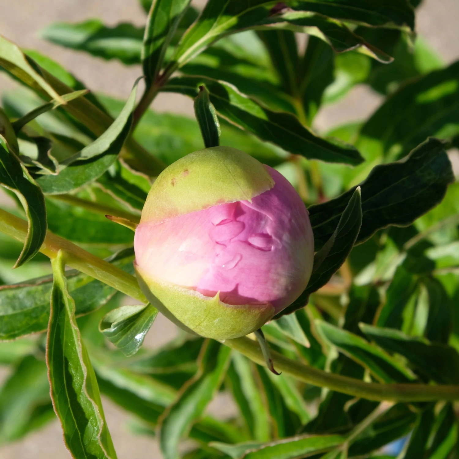 Kölle's Beste Pfingstrose 'Monsieur Jules Elie' Violettrosa, 3 Liter Topf 5 Kölle's Beste Pfingstrose 'Monsieur Jules Elie' Violettrosa, 3 Liter Topf – Bild 3
