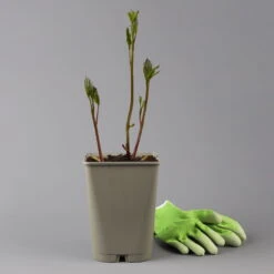 Kölle's Beste Pfingstrose 'Monsieur Jules Elie' Violettrosa, 3 Liter Topf 13 Kölle's Beste Pfingstrose 'Monsieur Jules Elie' Violettrosa, 3 Liter Topf -Die grüne Ecke 0320106404 paeonia monsieur jules elie 123860