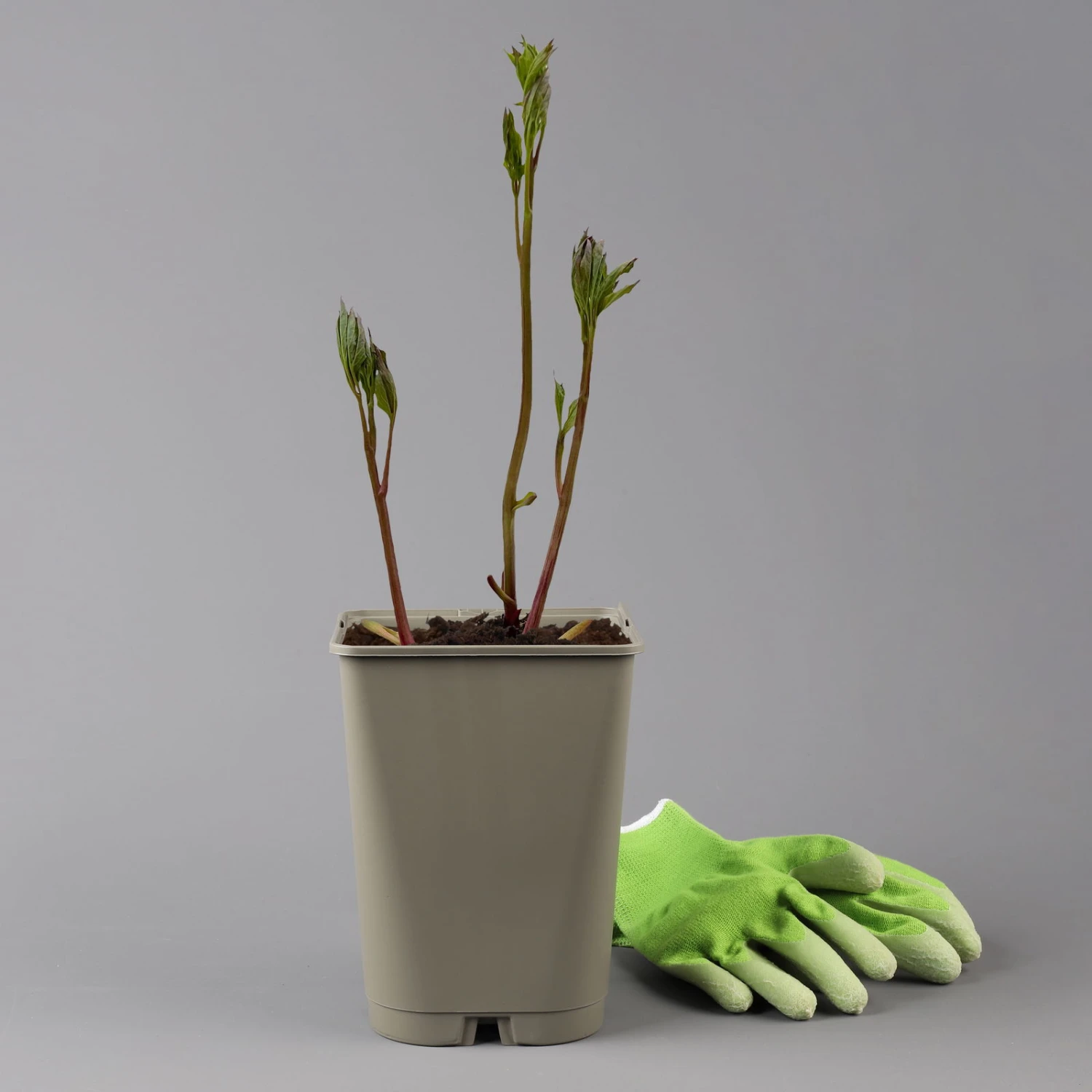 Kölle's Beste Pfingstrose 'Monsieur Jules Elie' Violettrosa, 3 Liter Topf 4 Kölle's Beste Pfingstrose 'Monsieur Jules Elie' Violettrosa, 3 Liter Topf – Bild 2