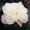 Kölle's Beste Pfingstrose, Paeonia 'Alba Plena', Weiß Gefüllt -Die grüne Ecke 0320106504 Paeonia officinalis Alba Plena 75692