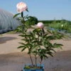 Pfingstrose, Paeonia Lactiflora 'Shirley Temple', Zartrosa, Topf 3 L