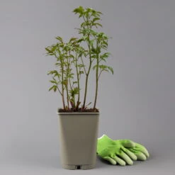 Pfingstrose, Paeonia Lactiflora 'Shirley Temple', Zartrosa, Topf 3 L -Die grüne Ecke 0320106691 poeonia shirley temple 123865