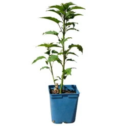 Staudenhibiskus 'My Valentine' Rot, Topf 5 Liter -Die grüne Ecke 0320106791 Hibiscus mosch My Valentine rot 1 112004