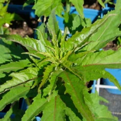 Staudenhibiskus 'My Valentine' Rot, Topf 5 Liter -Die grüne Ecke 0320106791 Hibiscus mosch My Valentine rot 4 112001