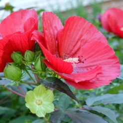 Staudenhibiskus 'My Valentine' Rot, Topf 5 Liter -Die grüne Ecke 0320106791 Hibiscus mosch My Valentine rot 105909