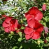 Staudenhibiskus 'My Valentine' Rot, Topf 5 Liter -Die grüne Ecke 0320106791 Hibiscus My Valentine rot 2 1 112324