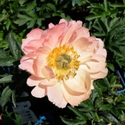 Pfingstrose 'Coral Sunset' Korallrosa-hellgelb, Topf 3 Liter -Die grüne Ecke 0320106809 Paeonia lactiflora Coral Sunset korallrosa hellgelb 2 112432