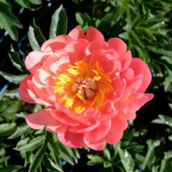 Pfingstrose 'Coral Sunset' Korallrosa-hellgelb, Topf 3 Liter -Die grüne Ecke 0320106809 Paeonia lactiflora Coral Sunset korallrosa hellgelb 3 112433