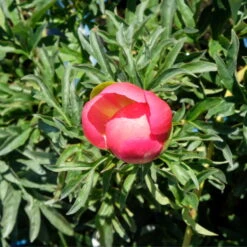 Pfingstrose 'Coral Sunset' Korallrosa-hellgelb, Topf 3 Liter -Die grüne Ecke 0320106809 Paeonia lactiflora Coral Sunset korallrosa hellgelb 6 112434