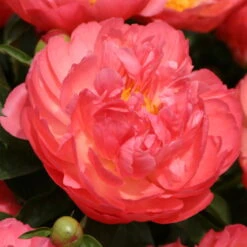 Pfingstrose 'Coral Sunset' Korallrosa-hellgelb, Topf 3 Liter -Die grüne Ecke 0320106809 Paeonia lactiflora Coral Suset korallrosa hellgelb 105911