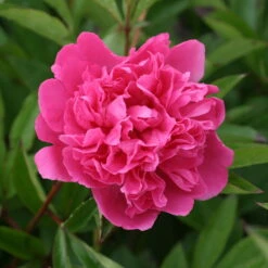 Pfingstrose 'Victoire De La Marne' Rot, Topf 3 Liter -Die grüne Ecke 0320106810 Paeonia lac Victoire de la Marne leuchtend rot 1 105912