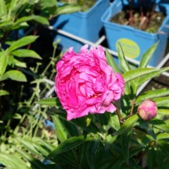 Pfingstrose 'Victoire De La Marne' Rot, Topf 3 Liter -Die grüne Ecke 0320106810 Paeonia lac Victoire de la Marne leuchtend rot 2 2 112437